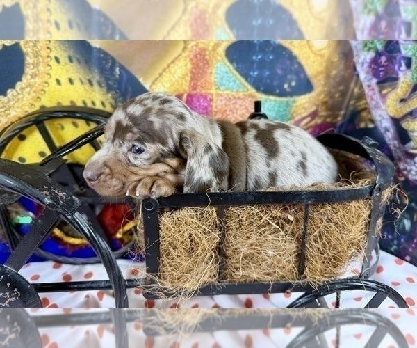 Medium Photo #6 Dachshund Puppy For Sale in CASSVILLE, MO, USA