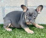 Small #3 French Bulldog
