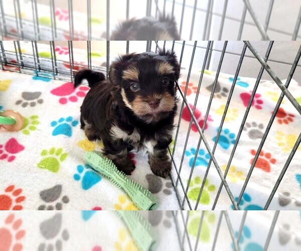 Medium Photo #5 Havashire Puppy For Sale in ORO VALLEY, AZ, USA