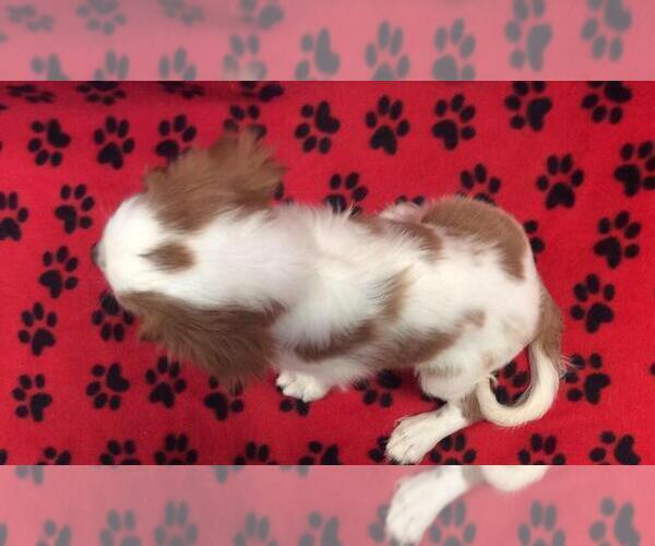 Medium Photo #2 Cavalier King Charles Spaniel Puppy For Sale in RUDOLPH, OH, USA