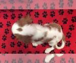 Small Photo #2 Cavalier King Charles Spaniel Puppy For Sale in RUDOLPH, OH, USA