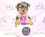Small Photo #15 Yorkshire Terrier Puppy For Sale in LAS VEGAS, NV, USA