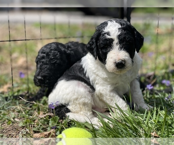 Medium Photo #15 Goldendoodle Puppy For Sale in LOTHIAN, MD, USA