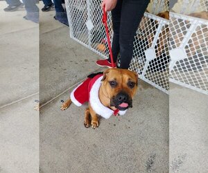 French Bulldog-French Mastiff Mix Dogs for adoption in danville, CA, USA