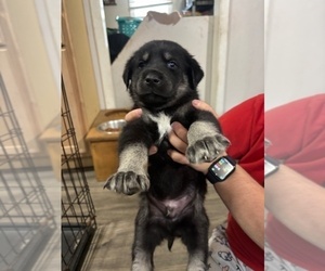 Goberian Puppy for sale in WARNERS, NY, USA