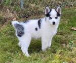 Small Photo #3 Pomsky Puppy For Sale in RAYMOND, WA, USA