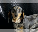 Puppy AKC Fancy Dachshund