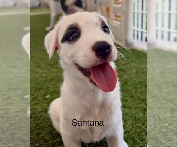 Medium Photo #2 Australian Shepherd-Jack Russell Terrier Mix Puppy For Sale in Cave Creek, AZ, USA