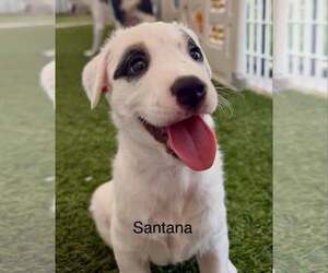 Santana - Male Australian Shepherd-Jack Russell Terrier Mix Dog for Adoption - Photo #2