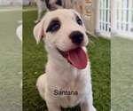 Small Photo #2 Australian Shepherd-Jack Russell Terrier Mix Puppy For Sale in Cave Creek, AZ, USA