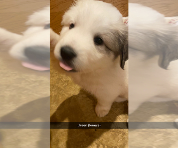 Medium Photo #6 Great Pyrenees Puppy For Sale in MONEE, IL, USA