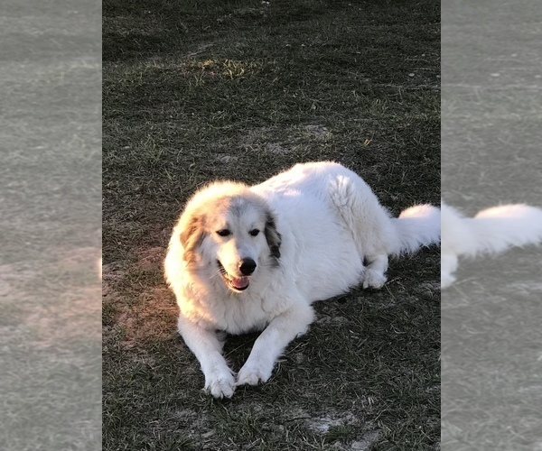 Medium Photo #1 Great Pyrenees Puppy For Sale in FLORAL CITY, FL, USA