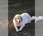 Small Photo #1 Great Pyrenees Puppy For Sale in FLORAL CITY, FL, USA