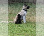 Puppy Parents Akita