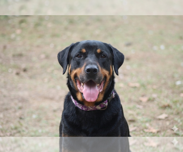 Medium Photo #11 Rottweiler Puppy For Sale in White Hall, AR, USA