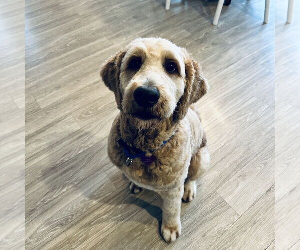 Medium Photo #2 Goldendoodle Puppy For Sale in Fargo, ND, USA