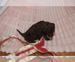 Small Photo #3 Labradoodle Puppy For Sale in GALION, OH, USA