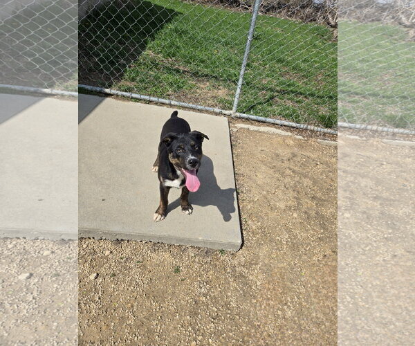 Medium Photo #1 Mutt Puppy For Sale in Maquoketa, IA, USA