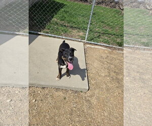 Mutt Dogs for adoption in Maquoketa, IA, USA