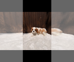 Small Cavalier King Charles Spaniel