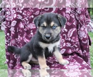 Labrador Retriever-Siberian Husky Mix Puppy for sale in SHILOH, OH, USA