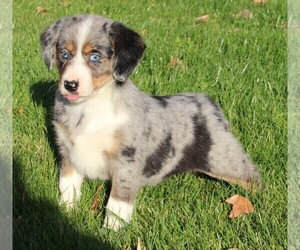 Beagle-Miniature Australian Shepherd Mix Puppy for sale in FREDERICKSBURG, OH, USA