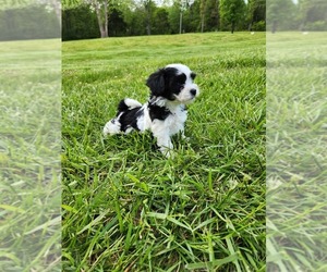 Havachon Puppy for sale in COTTAGE GROVE, TN, USA