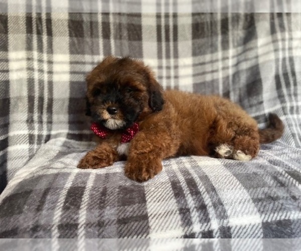 Medium Photo #7 ShihPoo Puppy For Sale in LAKELAND, FL, USA