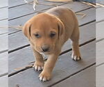 Small #1 Labrador Retriever Mix