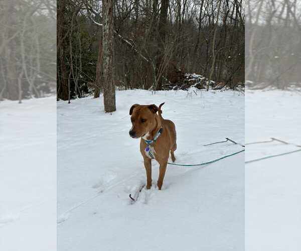 Medium Photo #1 Mutt Puppy For Sale in Springdale, PA, USA