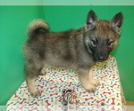 Small Photo #1 Norwegian Elkhound Puppy For Sale in PATERSON, NJ, USA