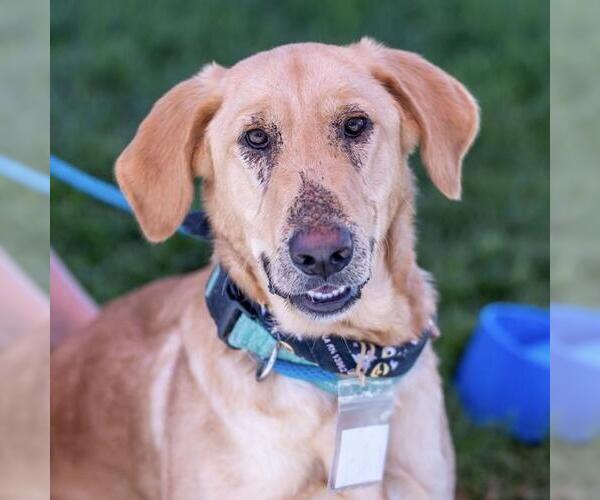 Medium Photo #4 Golden Labrador Puppy For Sale in San Diego, CA, USA