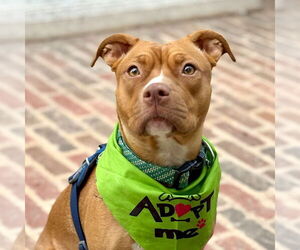 Amber - Female American Staffordshire Terrier-Unknown Mix Dog for Adoption - Photo #4