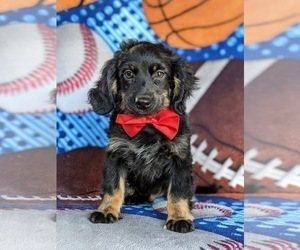 Bernedoodle-Miniature Bernedoodle Mix Puppy for sale in KIRKWOOD, PA, USA