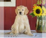 Small Photo #3 Golden Retriever Puppy For Sale in MANHEIM, PA, USA