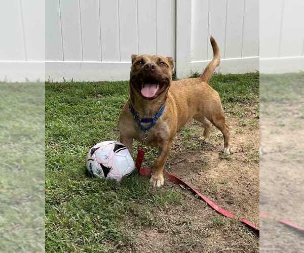 Medium Photo #12 Boxer-Pembroke Welsh Corgi Mix Puppy For Sale in Kennesaw, GA, USA