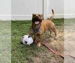 Small #11 Boxer-Pembroke Welsh Corgi Mix