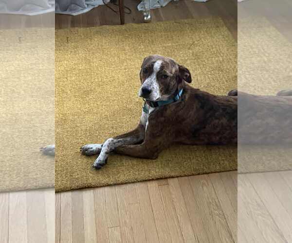 Medium Photo #2 Australian Cattle Dog-Unknown Mix Puppy For Sale in Minneapolis, MN, USA