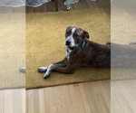 Small #1 Australian Cattle Dog Mix