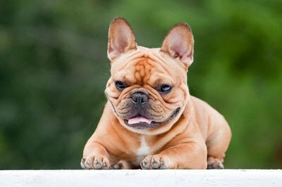 Medium Photo #10 French Bulldog Puppy For Sale in BROOKLYN, NY, USA