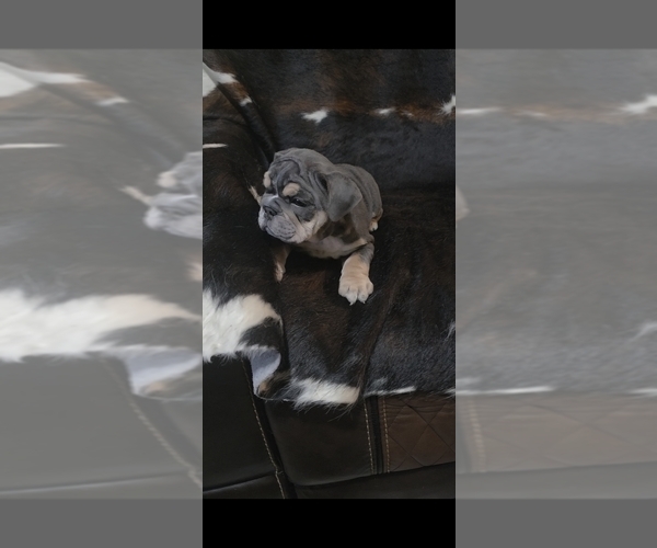 Medium Photo #4 English Bulldog Puppy For Sale in ARGYLE, TX, USA