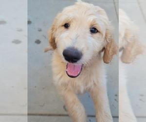 Goldendoodle Puppy for sale in ESCONDIDO, CA, USA