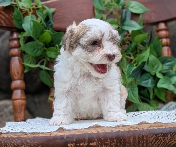 Medium Photo #40 Havanese Puppy For Sale in GOSHEN, IN, USA