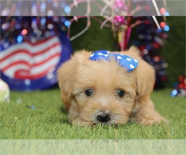 Medium Photo #14 Morkie Puppy For Sale in THONOTOSASSA, FL, USA