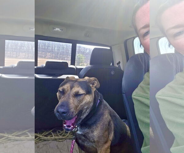 Medium Photo #12 Mutt Puppy For Sale in Mount Laurel, NJ, USA