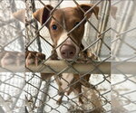 Small #3 American Staffordshire Terrier