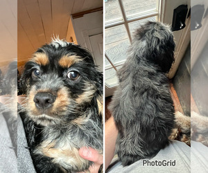 Cock-A-Tzu Puppy for sale in OGDENSBURG, NY, USA