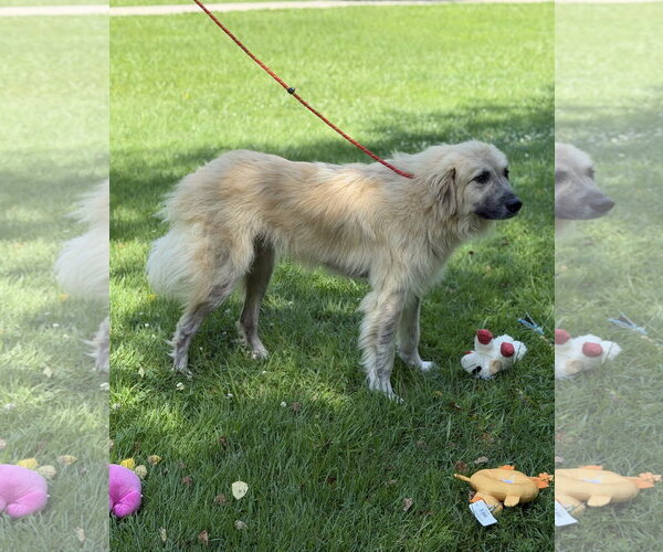 Medium Photo #3 Great Pyrenees Puppy For Sale in Yardley, PA, USA