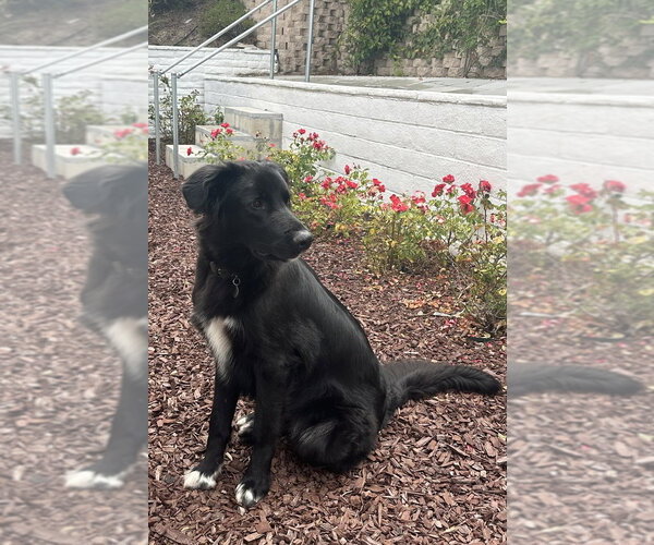 Medium Photo #2 Mutt Puppy For Sale in Dana Point, CA, USA