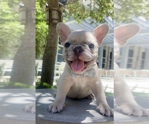 French Bulldog Puppy for Sale in PEMBROKE PINES, Florida USA